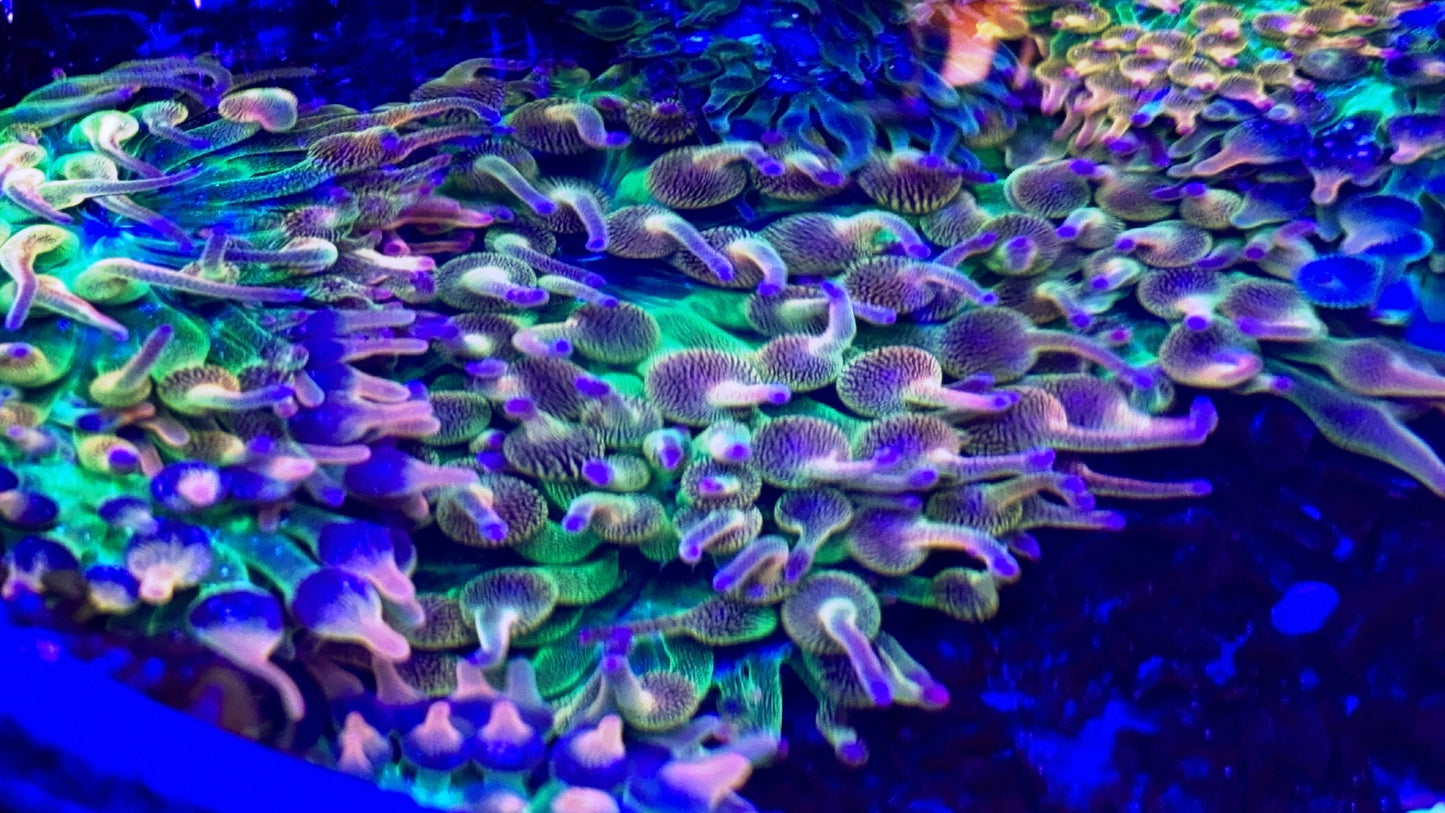 Purple Tip Ultra Rainbow Anemone