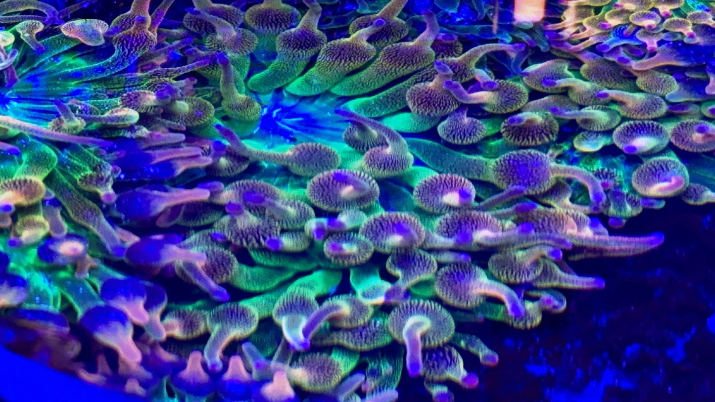 Purple Tip Ultra Rainbow Anemone