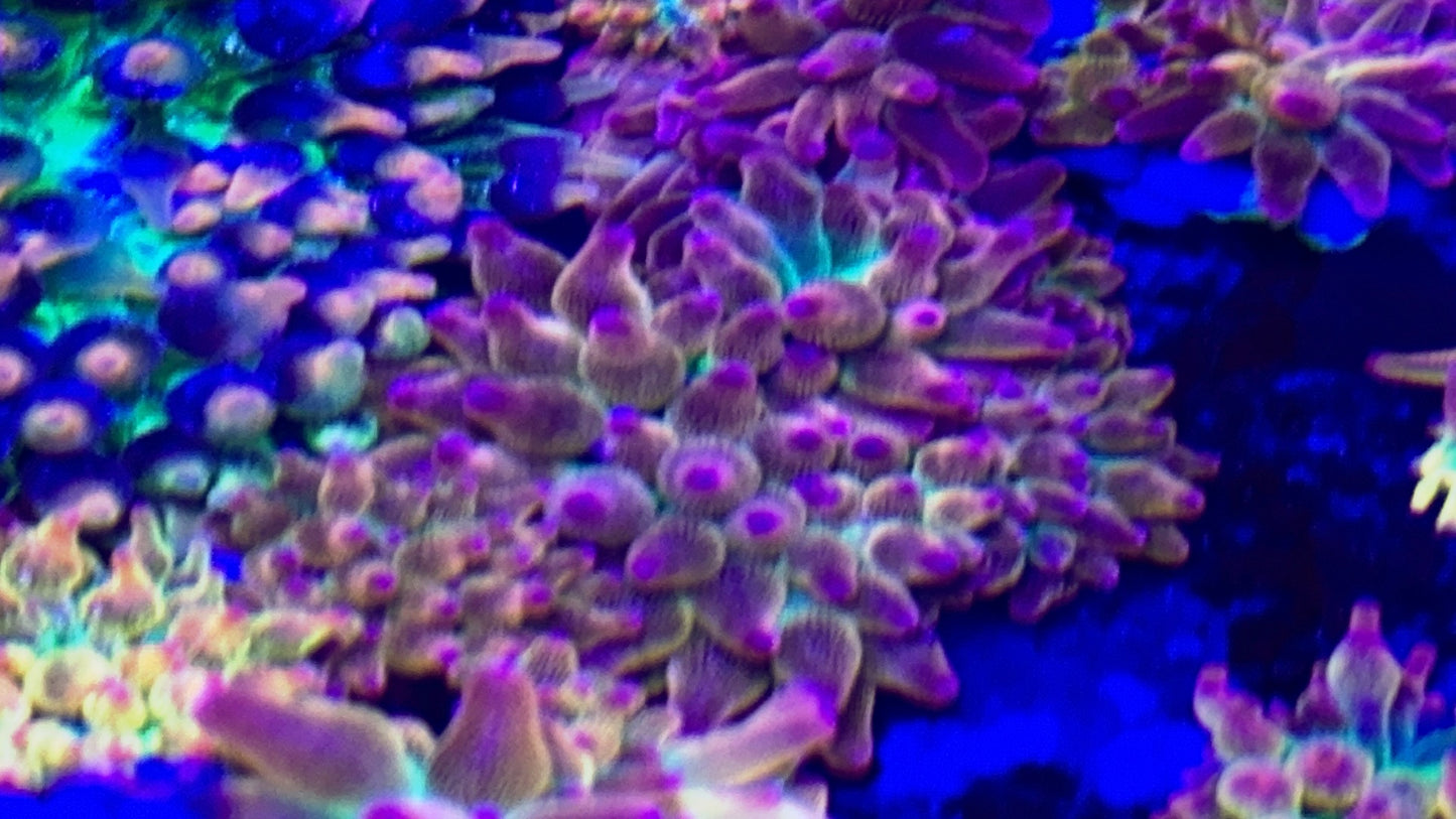 Ultra Rainbow Sunset Anemone