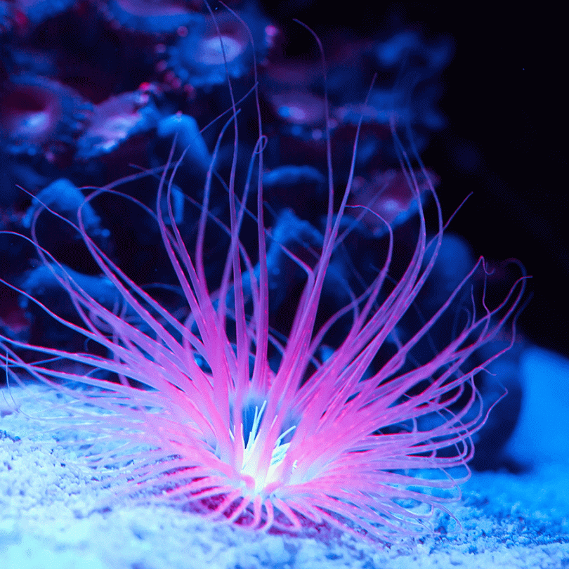 Ultra Neon Pink Tube Anemone