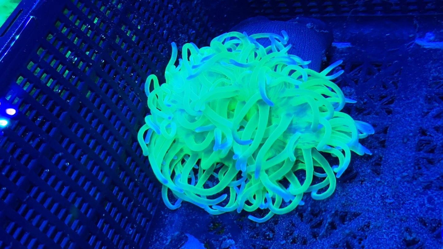 Ultra Neon Long tentacle anemone