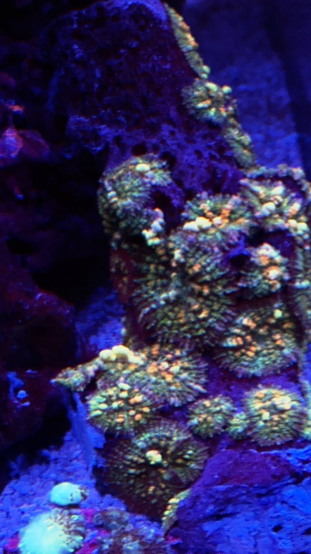 Mardi Gras Bounce mushroom