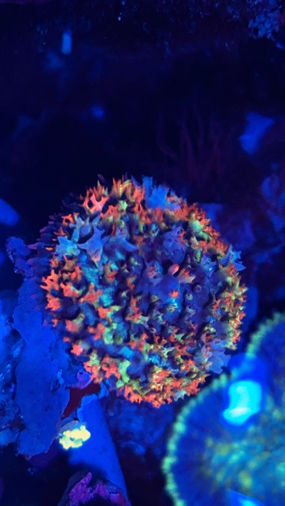 Ultra rainbow St Thomas mushroom- rare