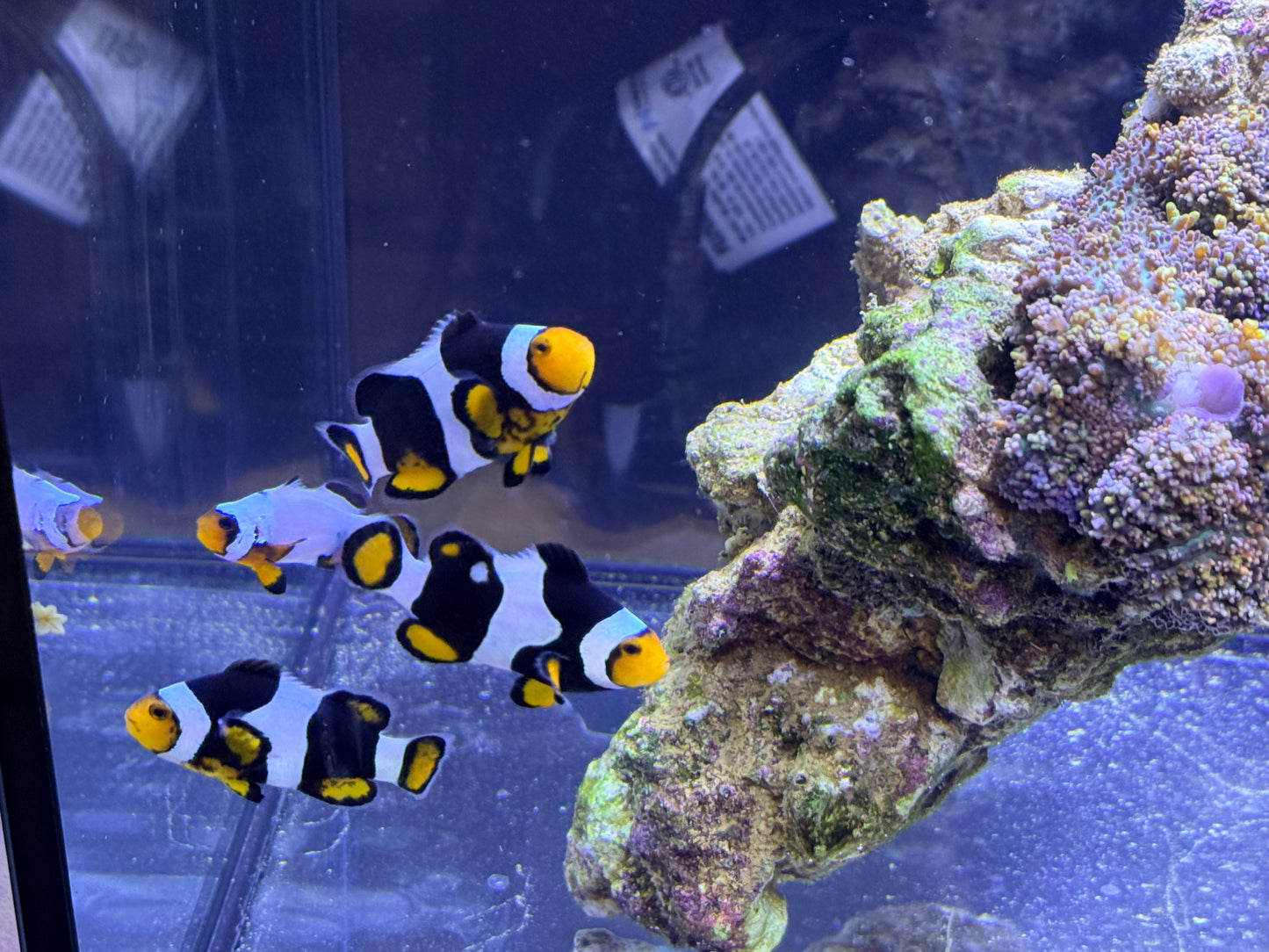 True Onyx Percula Clown Trio