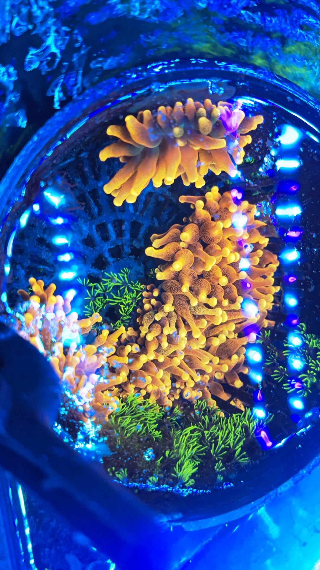 Chicago Sunburst Anemone