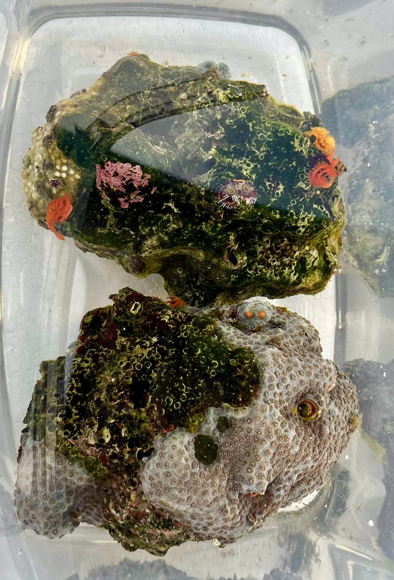 Other Corals