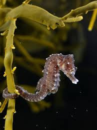 Other Fish