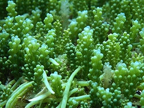 Macro Algae