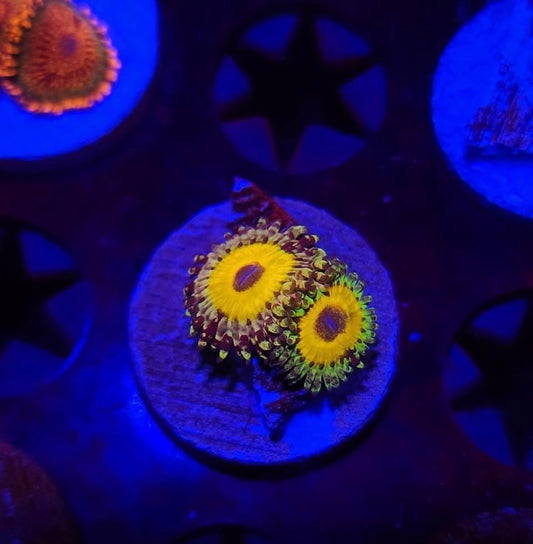 Gods beast Zoa