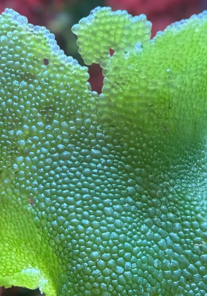 new macro algae and sponges now available! Message us to buy some now!
