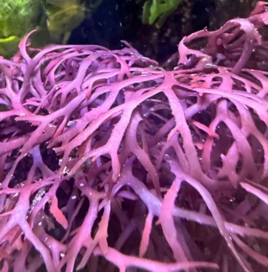 new macro algae and sponges now available! Message us to buy some now!