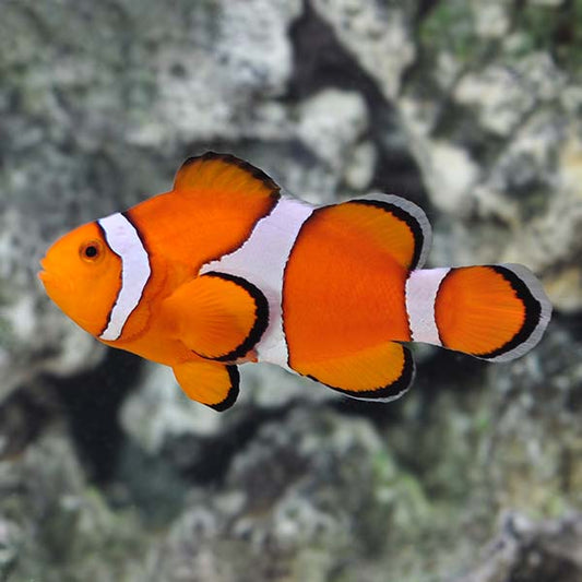 Premium Ocellaris Clownfish Pair