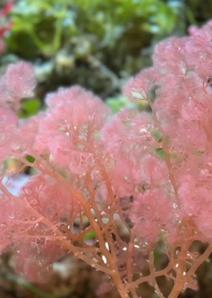 new macro algae and sponges now available! Message us to buy some now!