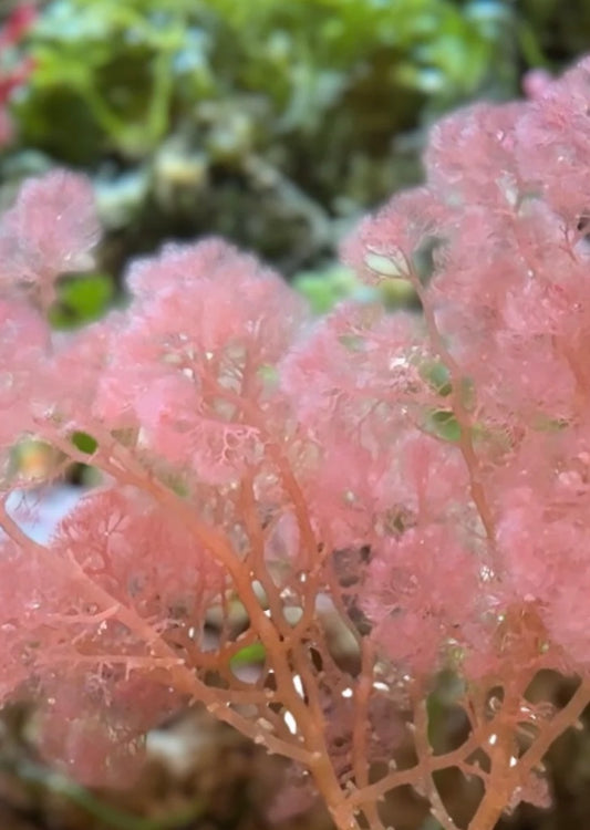 Flamingo Feather Macroalgae- Rare