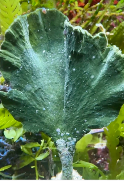 new macro algae and sponges now available! Message us to buy some now!
