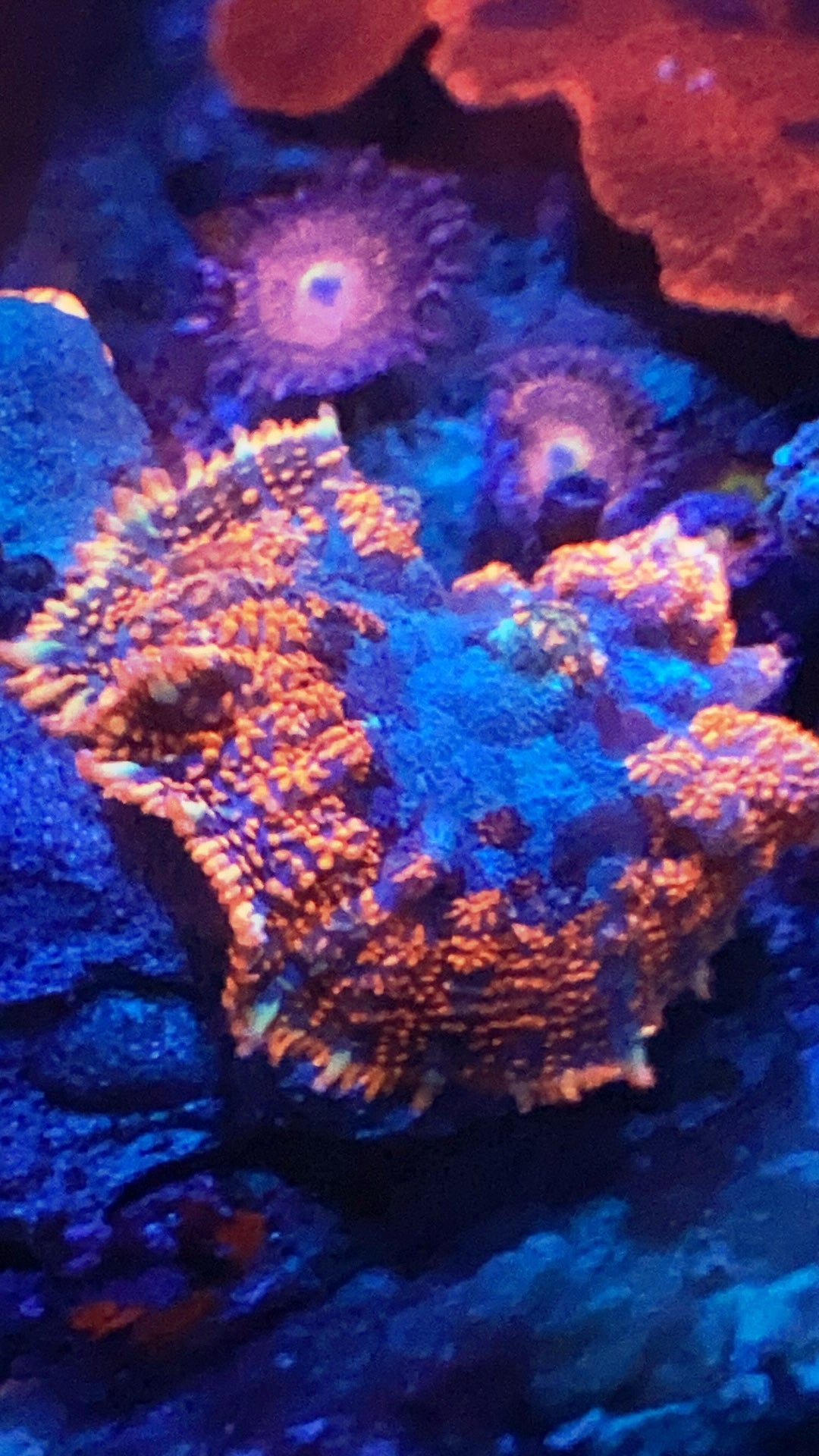 Blue Center Ultra Rhodactis