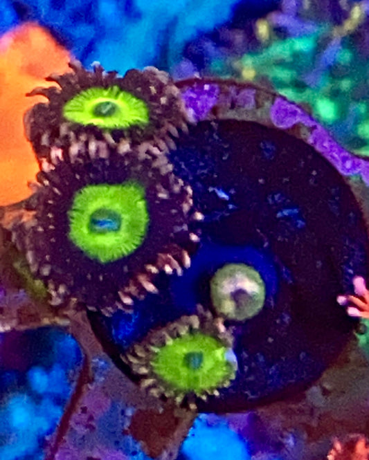 Omega Zoas