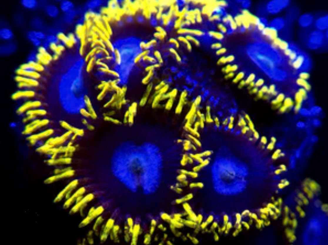 Frozen Hornets Zoa