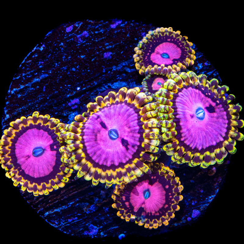 True Pink Diamonds Zoa