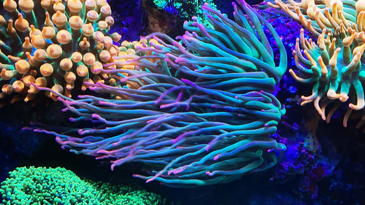 Rare long tentacle anemone with purple tip