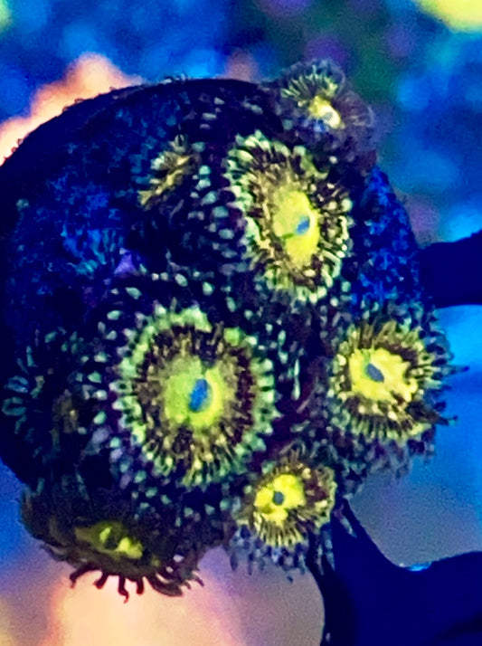 Grim Reaper Zoa colony