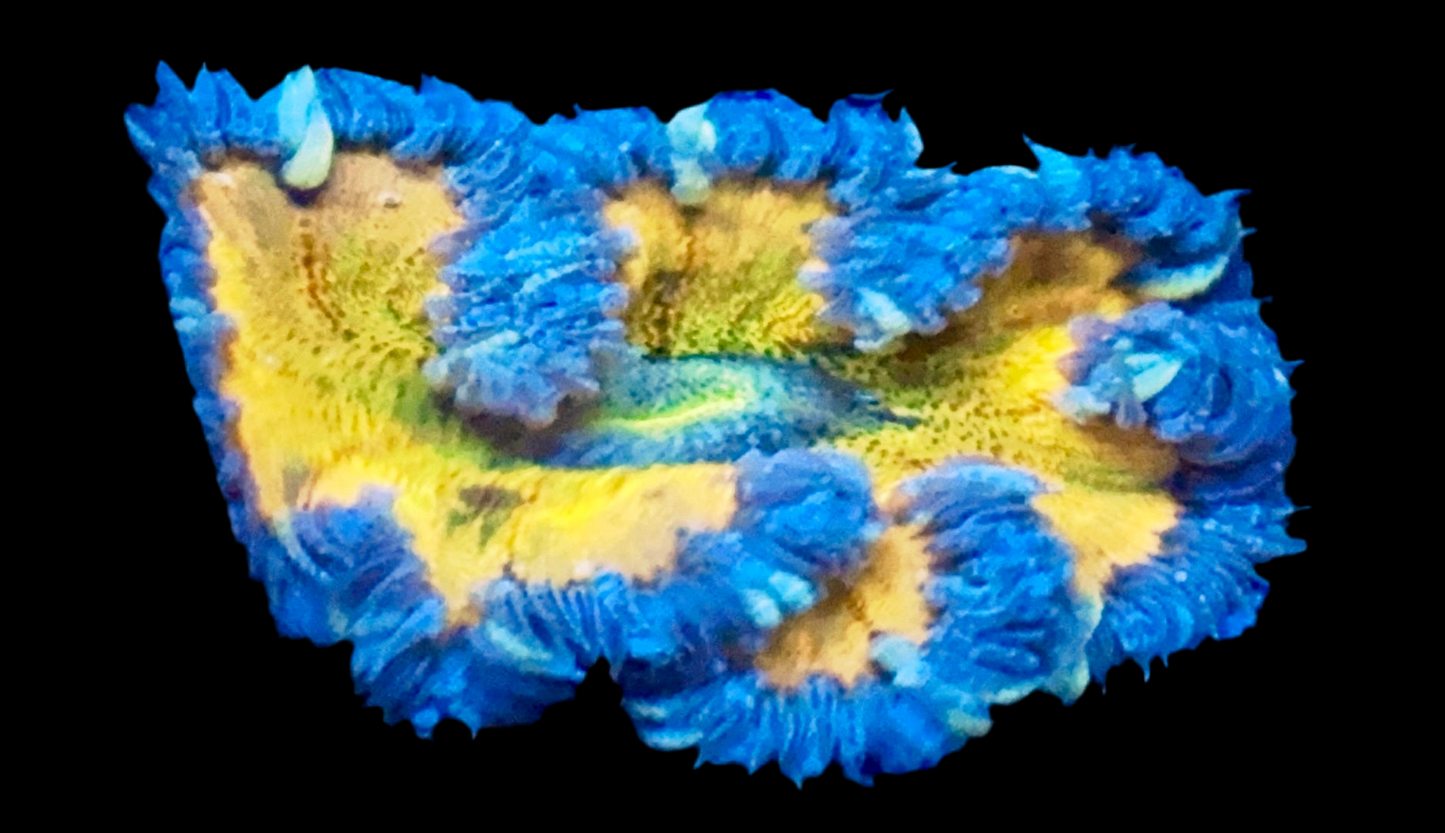 Ultra Rock Flower Anemone #2