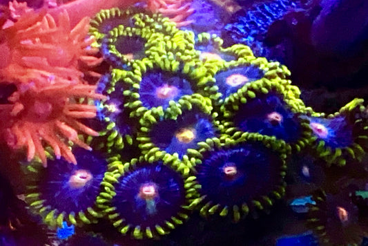 Blow pop Zoa colony