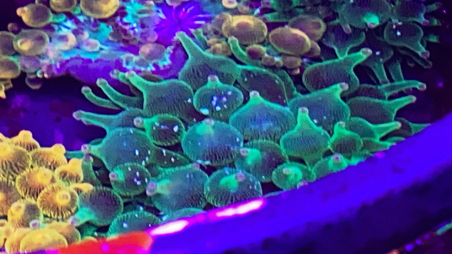 Toxic Green Bubble Tip Anrmone w/ Purple tips