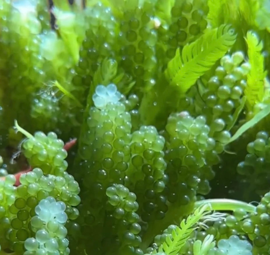 new macro algae and sponges now available! Message us to buy some now!