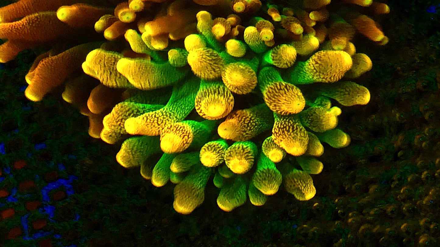 Lemon Drop Anemone