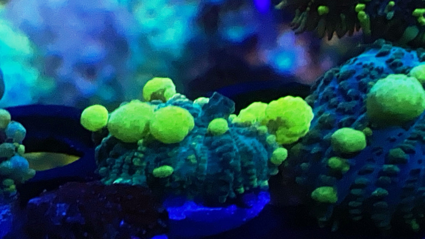 Uranium Bounce mushroom #1