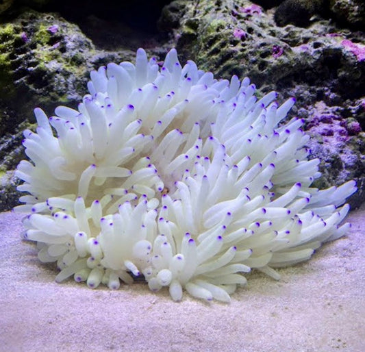 Pink Tip Sebae Anemone