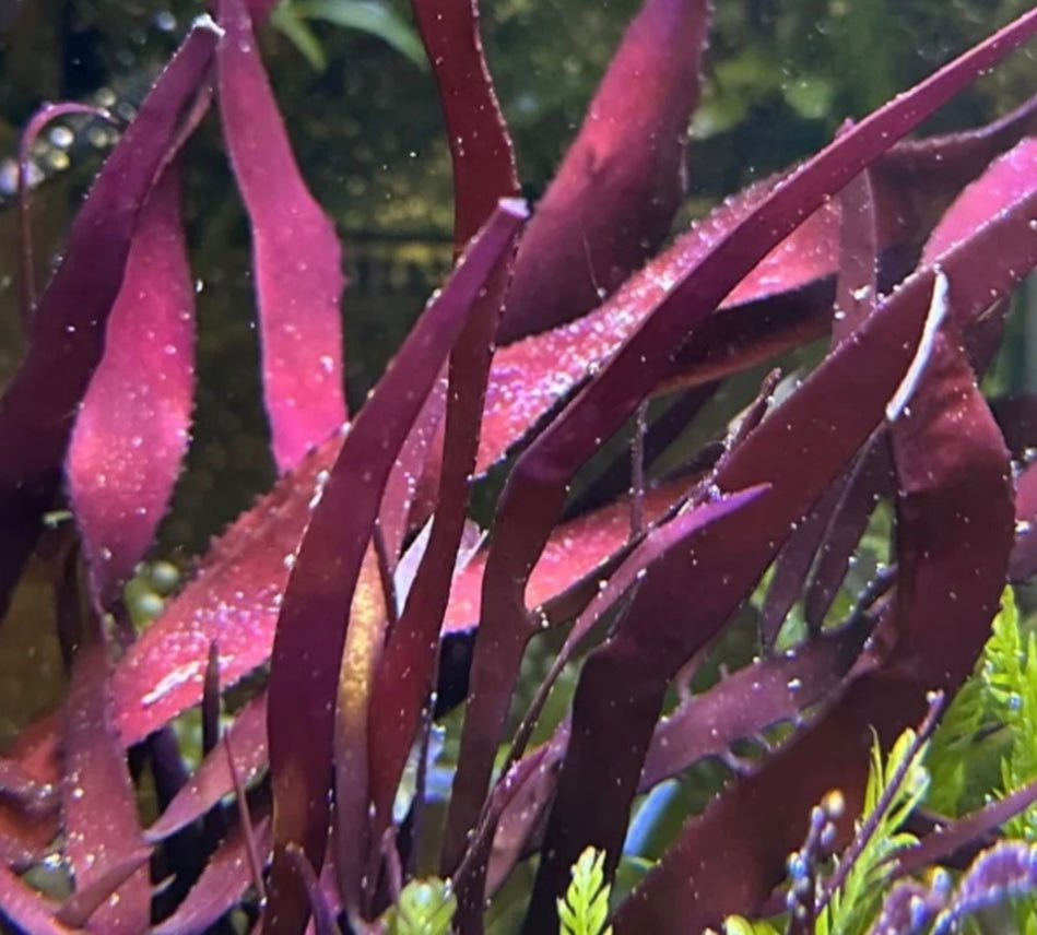 new macro algae and sponges now available! Message us to buy some now!