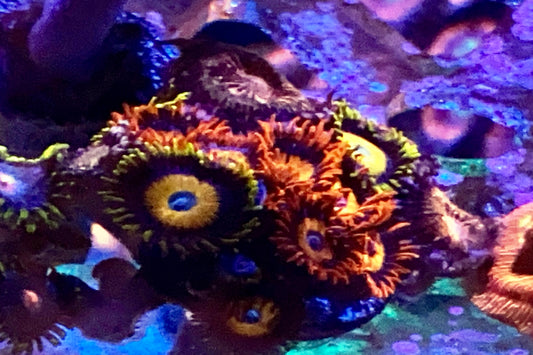 Scrambled eggs/ Orange Oxide Zoa colony