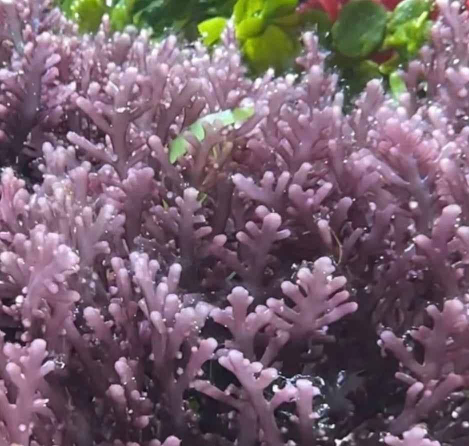 new macro algae and sponges now available! Message us to buy some now!