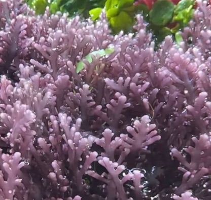 new macro algae and sponges now available! Message us to buy some now!