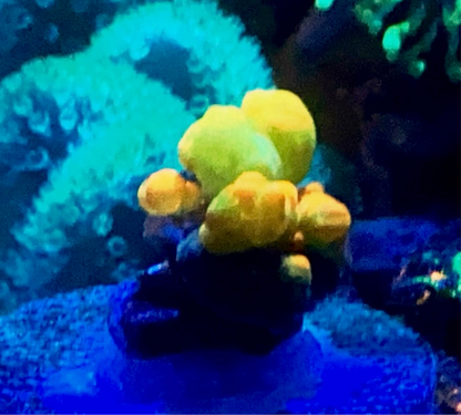 OG Bounce mushroom #1