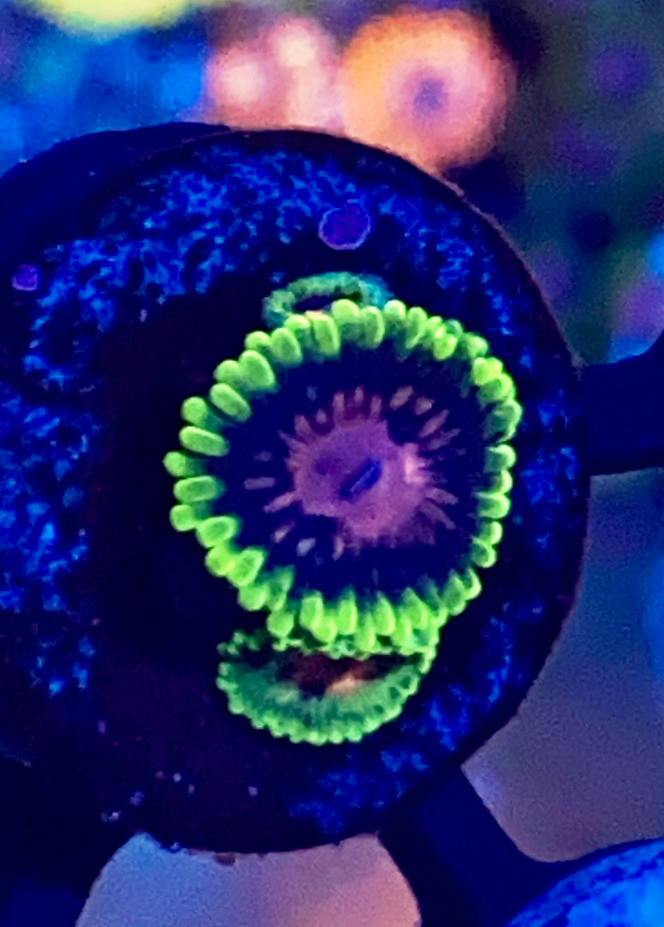 Scarlet Fever Zoa