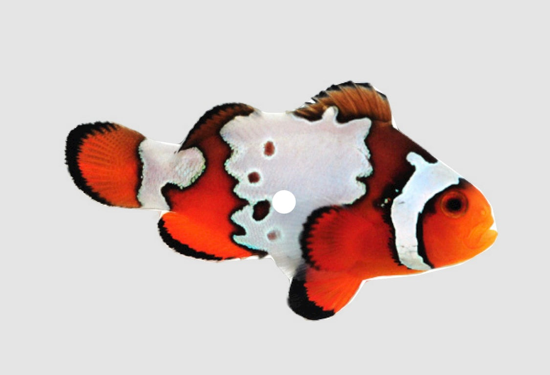 Snowflakes Clownfish Pair