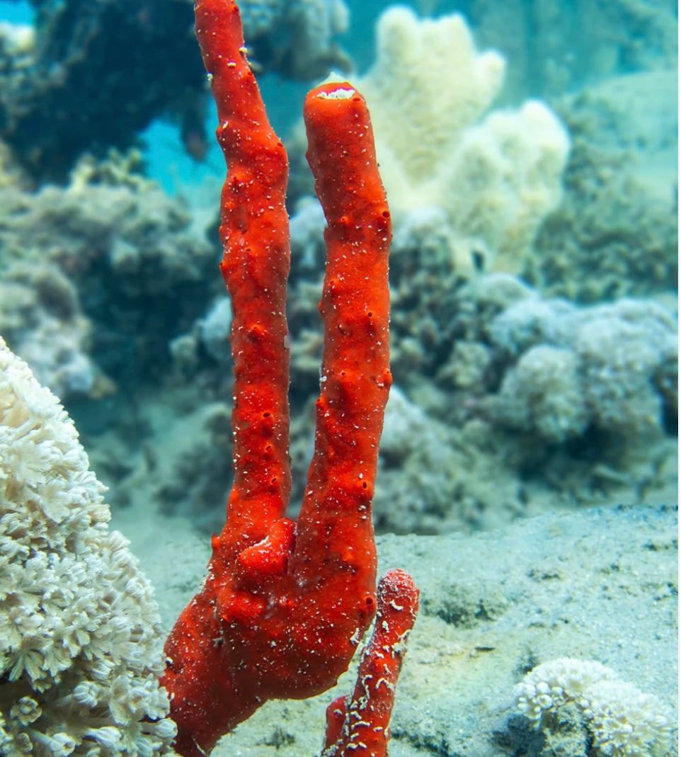 new macro algae and sponges now available! Message us to buy some now!