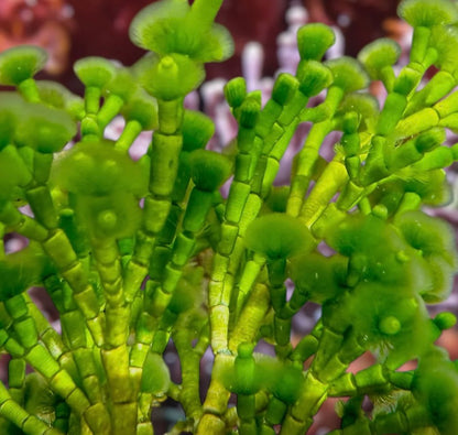 new macro algae and sponges now available! Message us to buy some now!