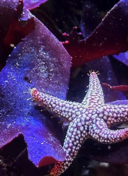 new macro algae and sponges now available! Message us to buy some now!