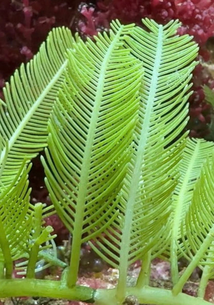 new macro algae and sponges now available! Message us to buy some now!