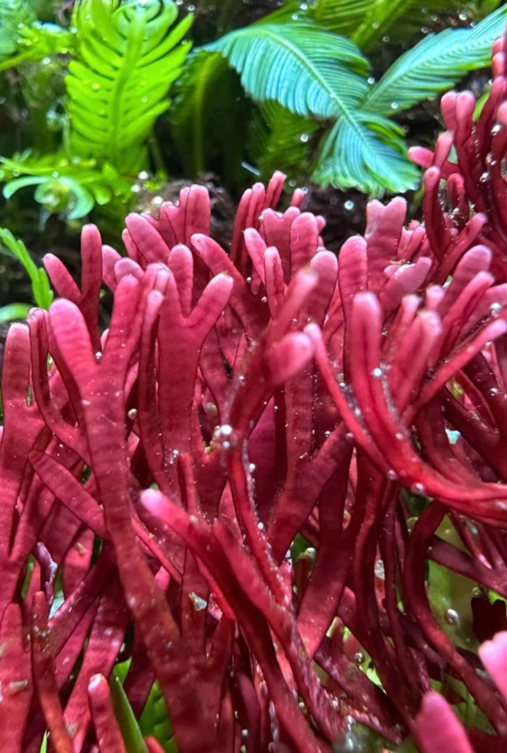 new macro algae and sponges now available! Message us to buy some now!