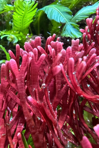 new macro algae and sponges now available! Message us to buy some now!