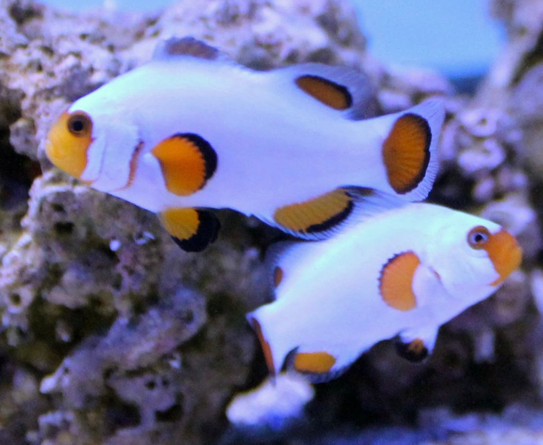 Wyoming White Clownfish pair