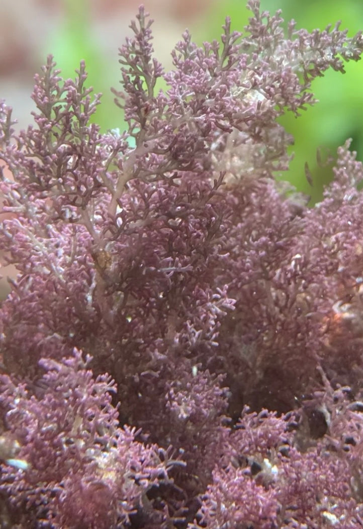 new macro algae and sponges now available! Message us to buy some now!
