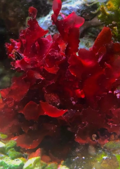 new macro algae and sponges now available! Message us to buy some now!