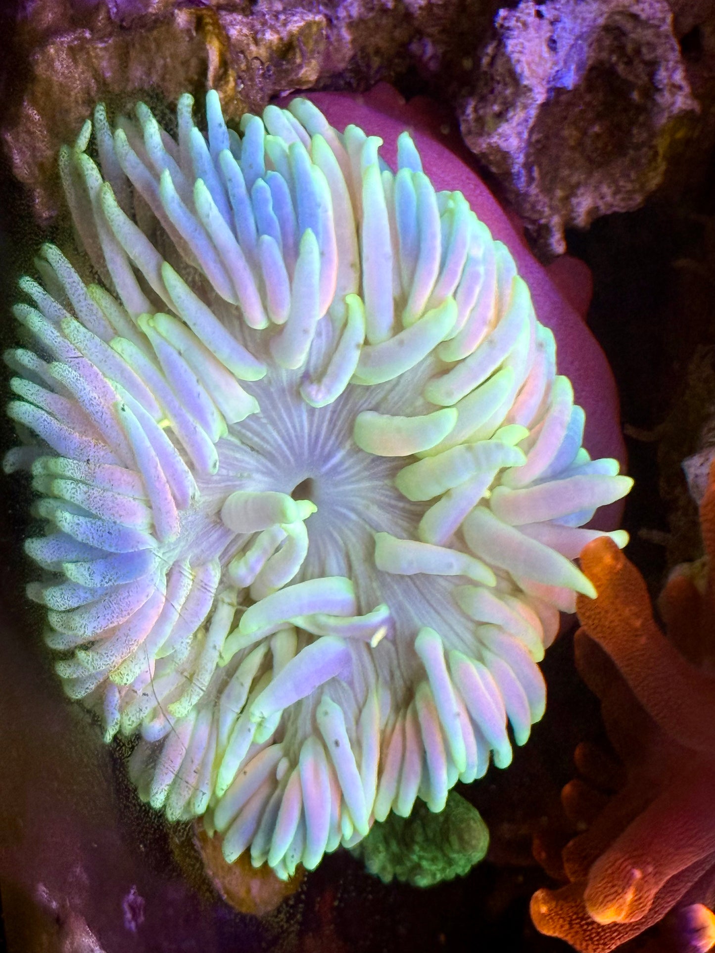 Ultra Rainbow Long Tentacle Anemone