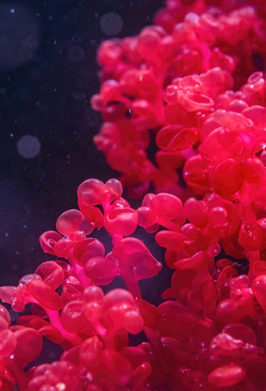 Red Grape Macro Algae